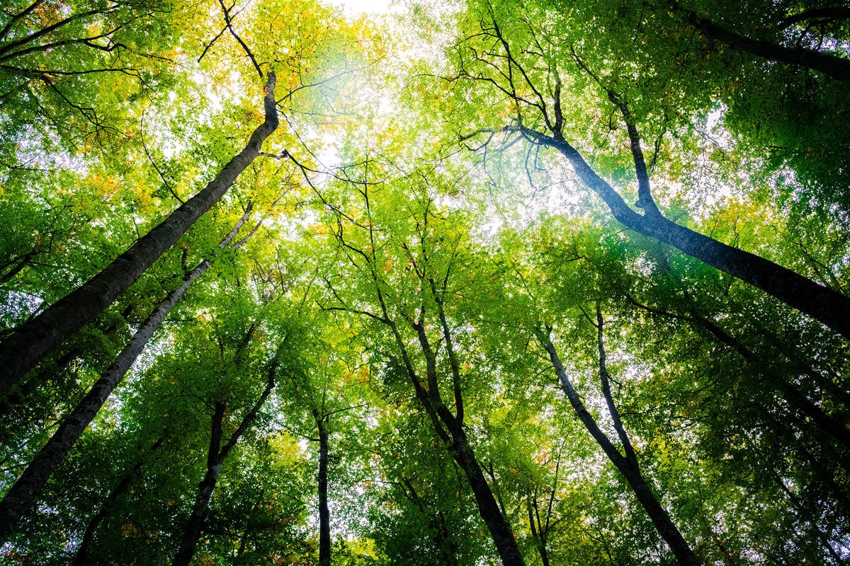 Sticking together for sustainability