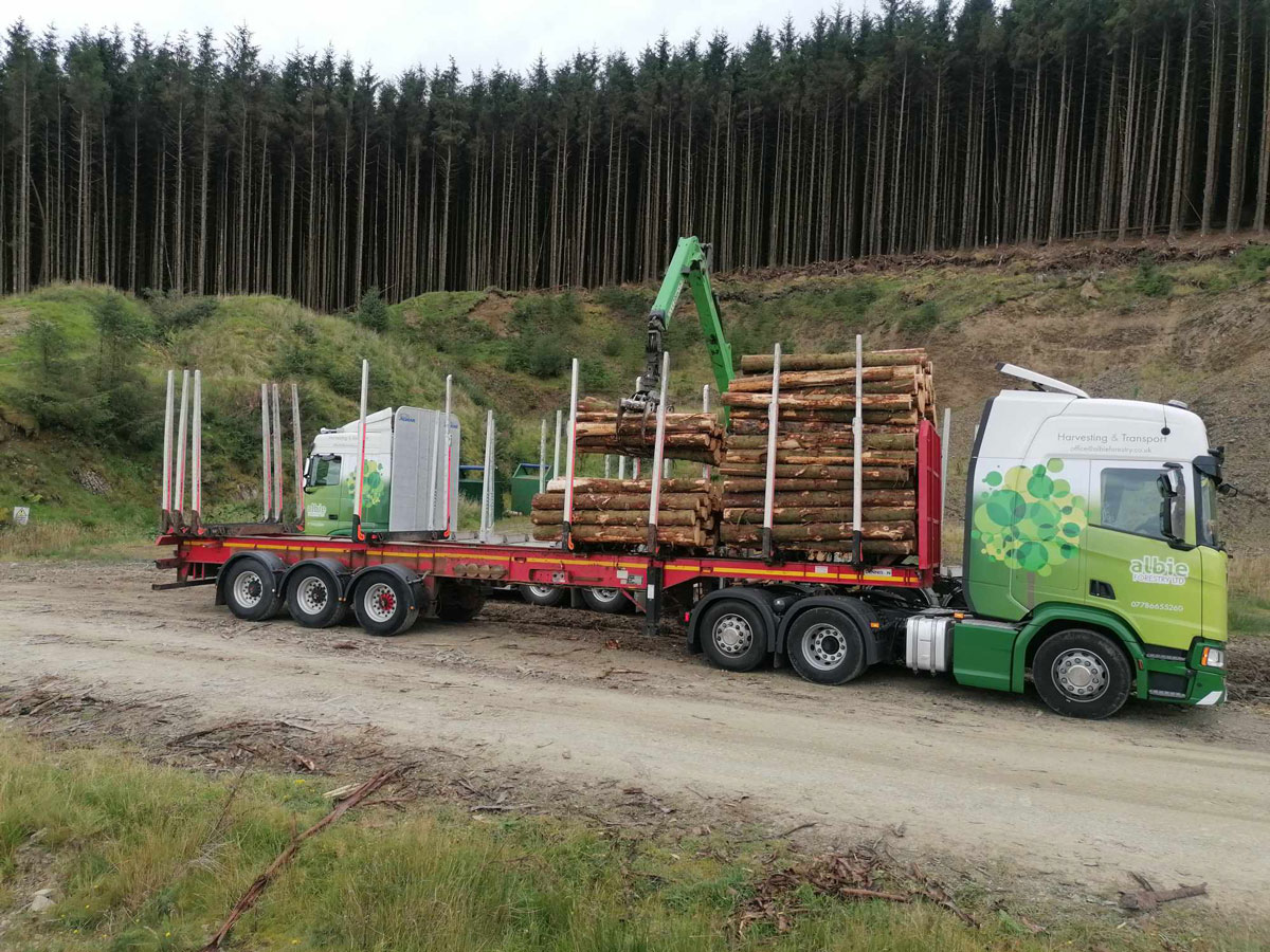 Lorry being filled with cut tree trunks