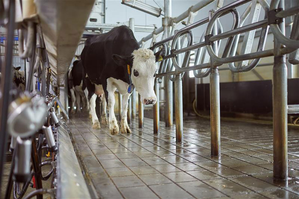Taking Control of Leaking Valves with Spira-trol™ Cow in a milking centre