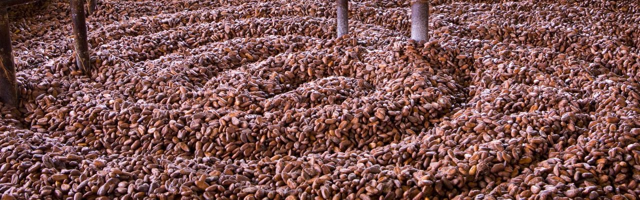 Secagem dos grãos de Cacau (Theobroma cacao); Malvaceae