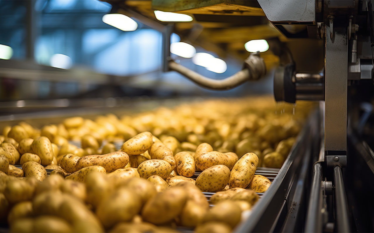 Potatoes are transferred into the container through a close-up potato conveyor.