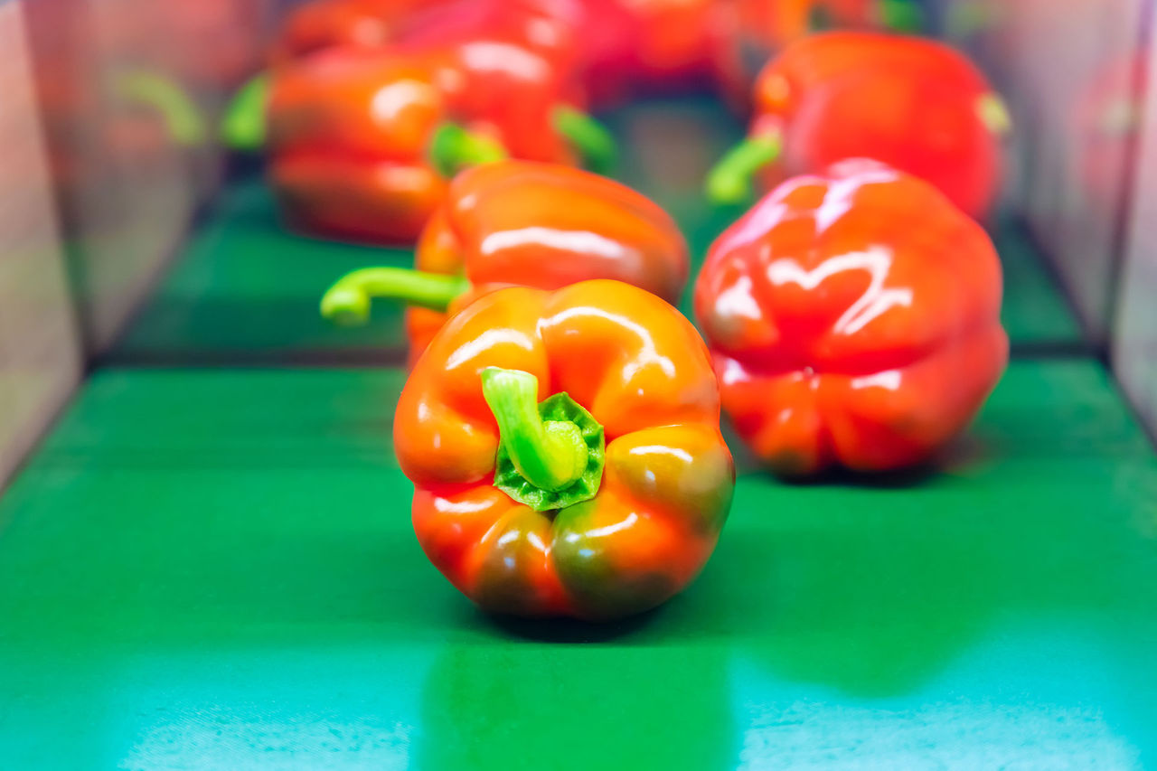 Sorting of red bell peppers during harvest