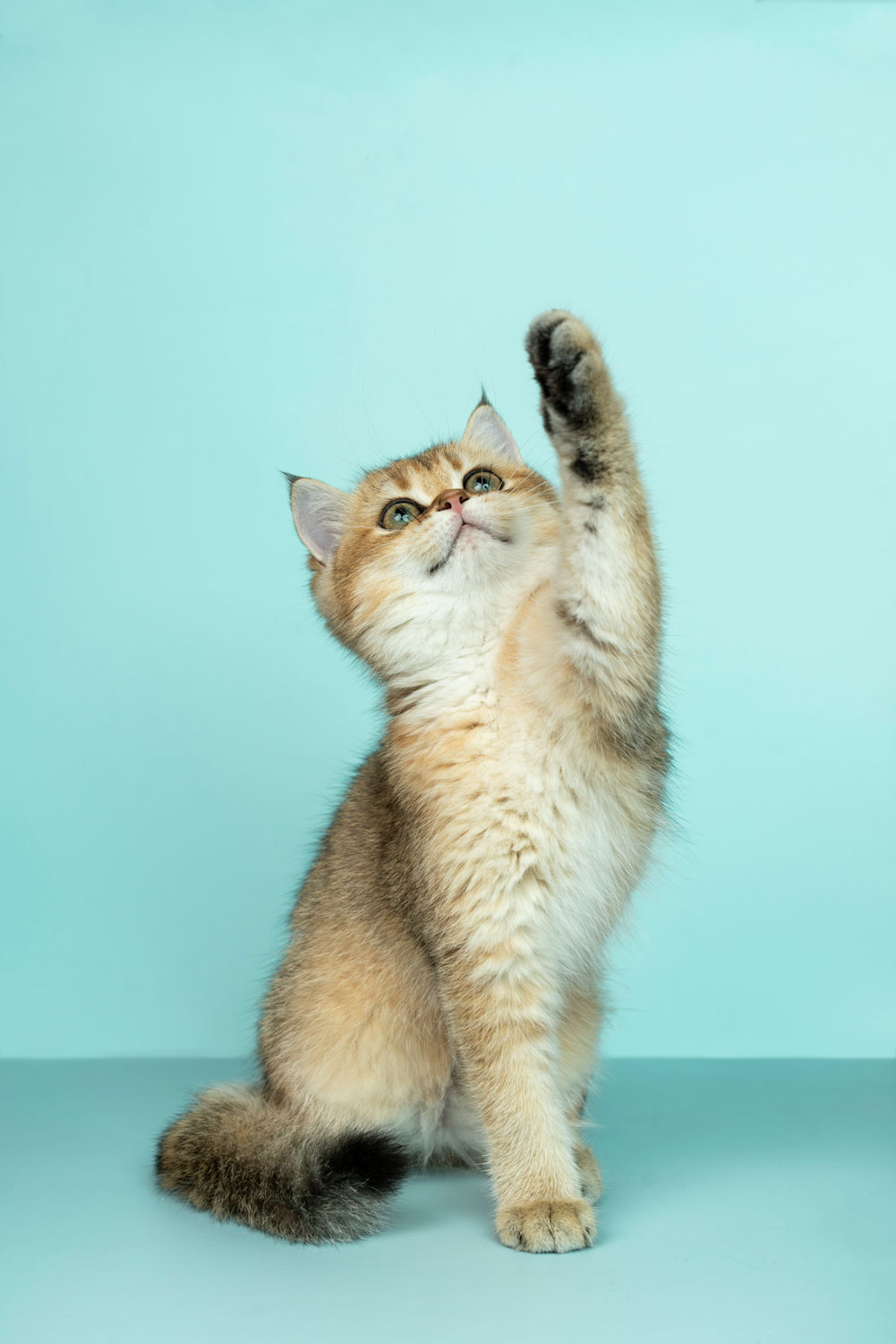 Taking Control of Leaking Valves with Spira-trol™ Cat pleading to be fed