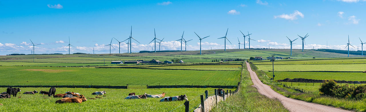 Wind farm in green fields near farms and cows